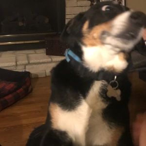 Meet your Posher, Buni